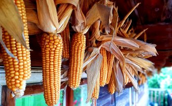 Őszi szünet programok - Szentendre Skanzen - Kukoricázz velünk