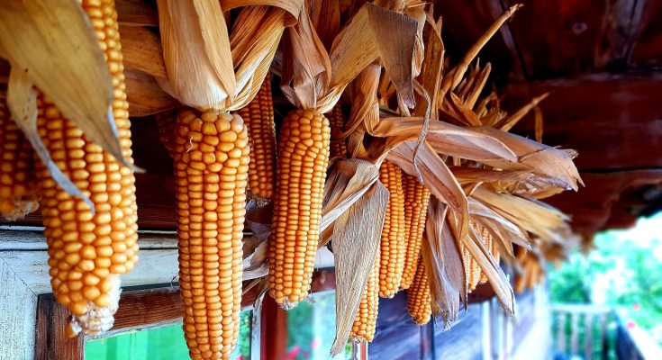 Őszi szünet programok - Szentendre Skanzen - Kukoricázz velünk